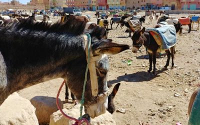 Rissani in Morocco. What to do, market, souks