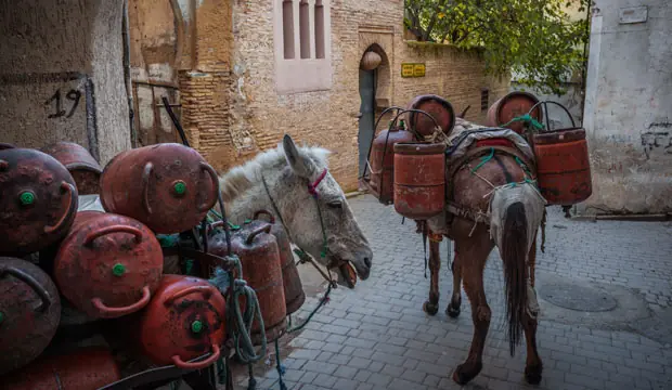 One of the most curious top things to do in Fes morocco is to observe pack animals